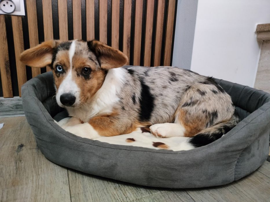 Welsh Corgi Cardigan FCI