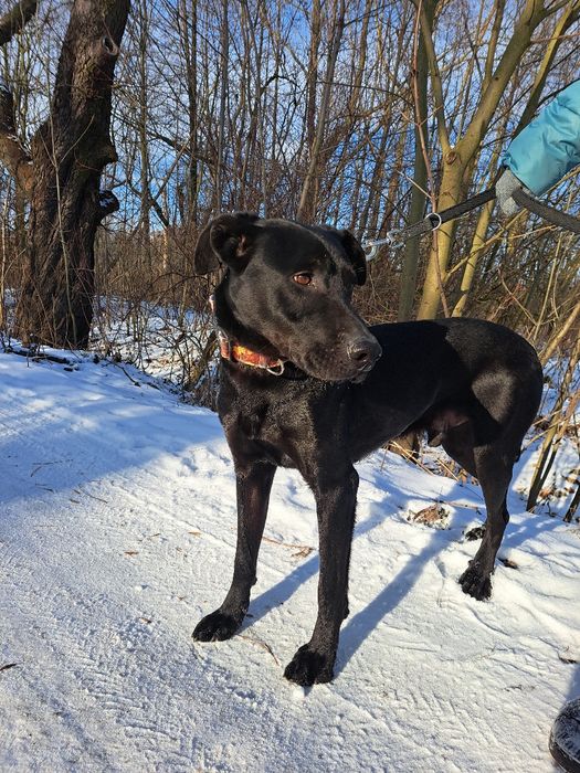 Duży i łagodny pies czeka na nowy dom