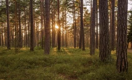 Sprzedam las  1 ha obręb Wandalin