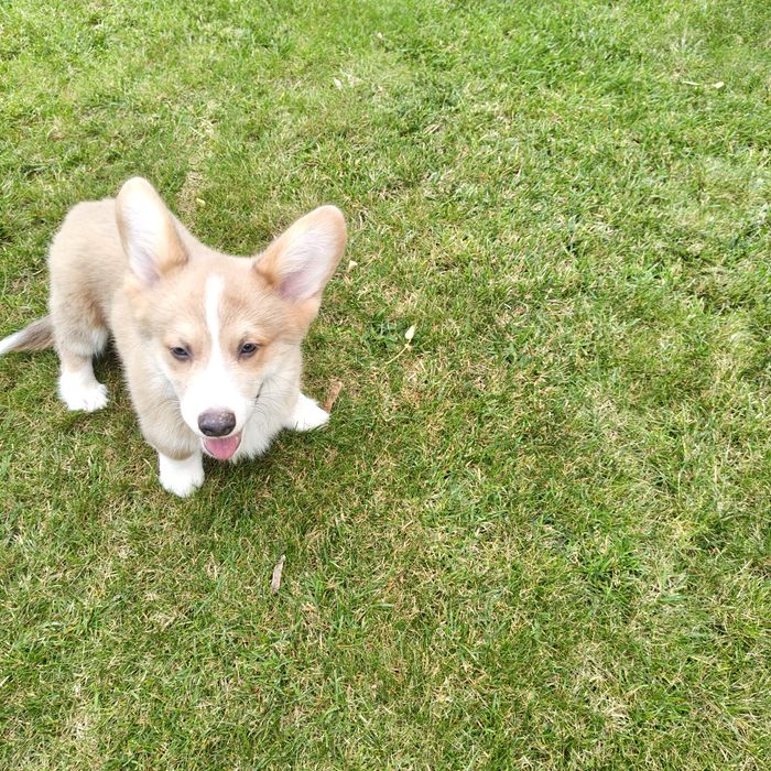 Piesek Welsh Corgi PEMBROKE
