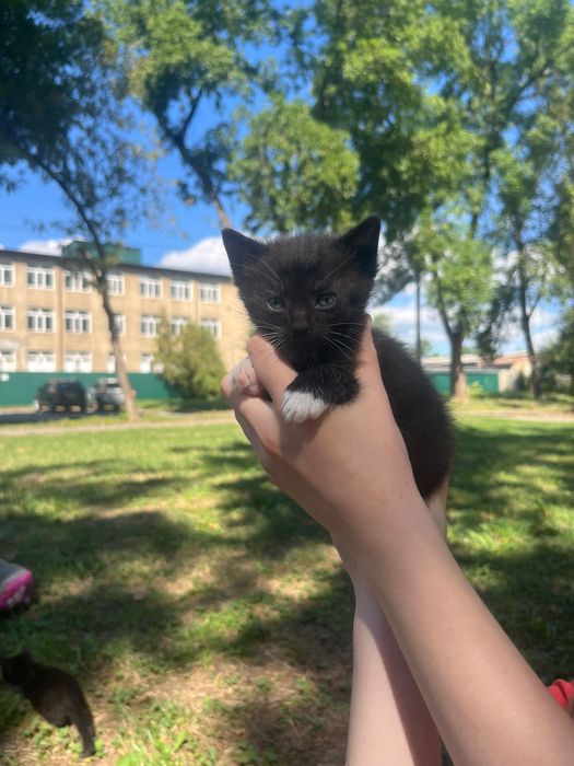 кошенята в добрі руки