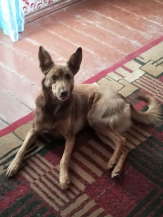 Собака шукає родину, дім, хозяйку