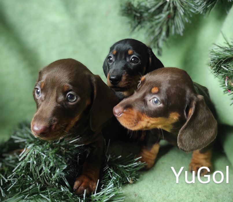 Цуценята КСУ-FCI