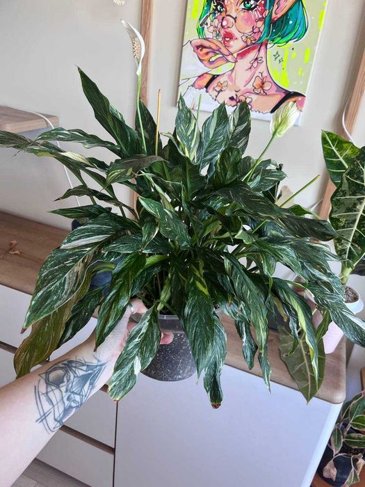 Spathiphyllum Diamond variegated - duża, zdrowa roślina