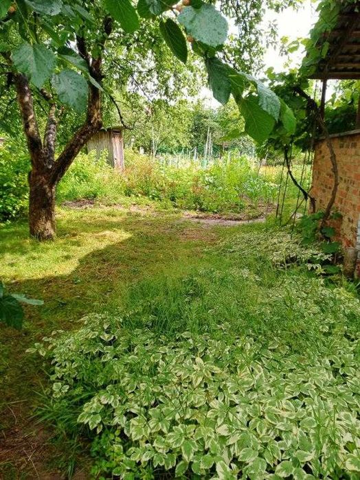 Дача в межах міста!