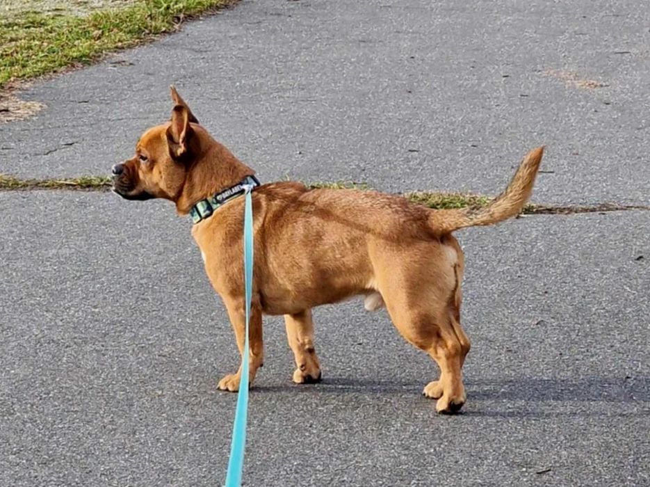 Malutki Odyn w typie buldoga francuskiego do adopcji!