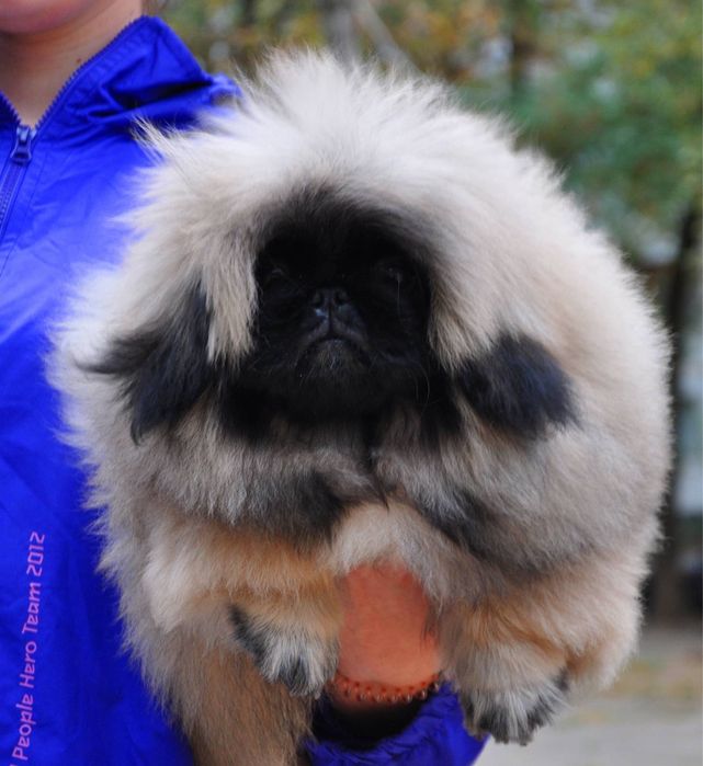 щенки пекинеса