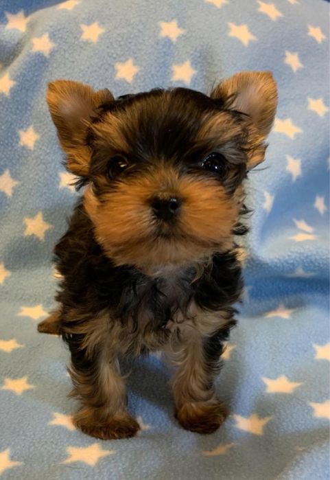 Yorkshire Terrier Minimi