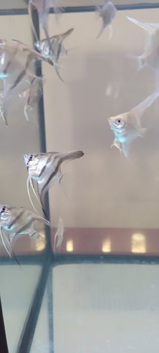 Sprzedam skalary manacapuru