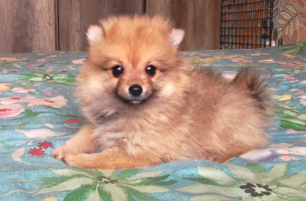 Szpic miniaturowy pomeranian - rodowód, wyprawka, paszport