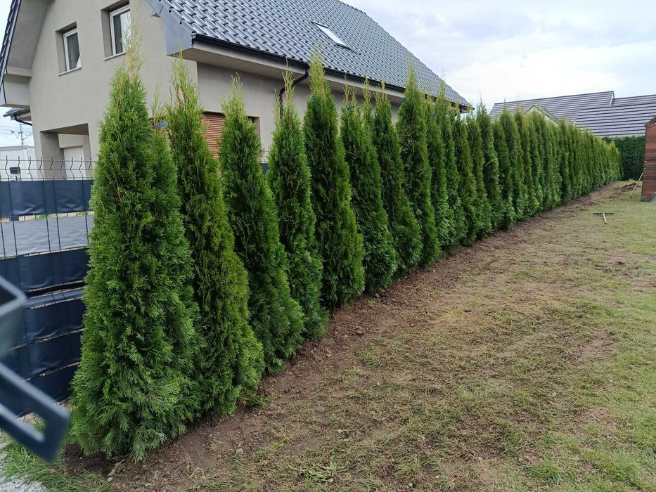 Tuja brabant szmaragd,SADZIMY, DOWÓZ GRATIS Świerk srebrny,serbski