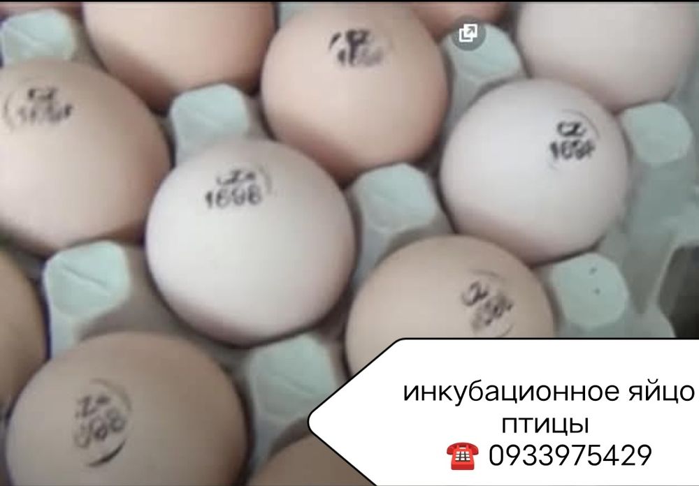 Інкубаційне яйце бройлернойї птиці