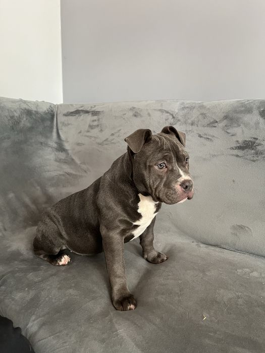Suczka rasy American Bully