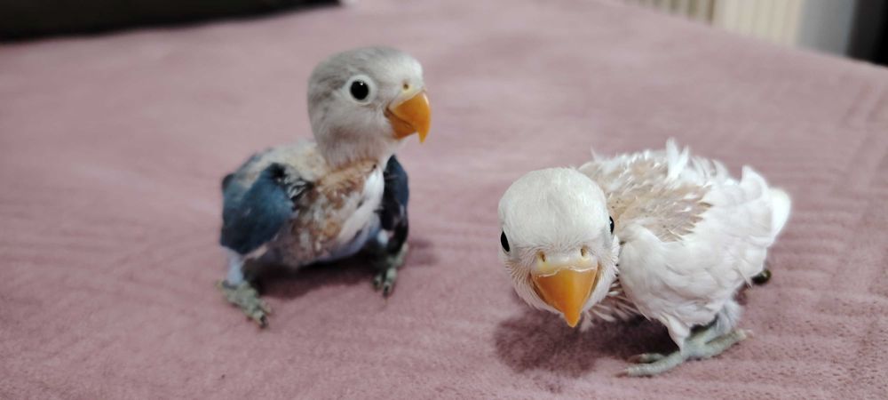 Agapórnis Fischer Opalinno.