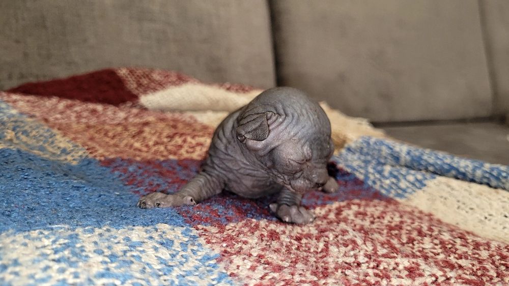 Кошенята канадські сфінкси