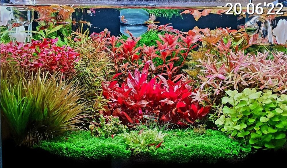 Rośliny akwariowe sprzedam