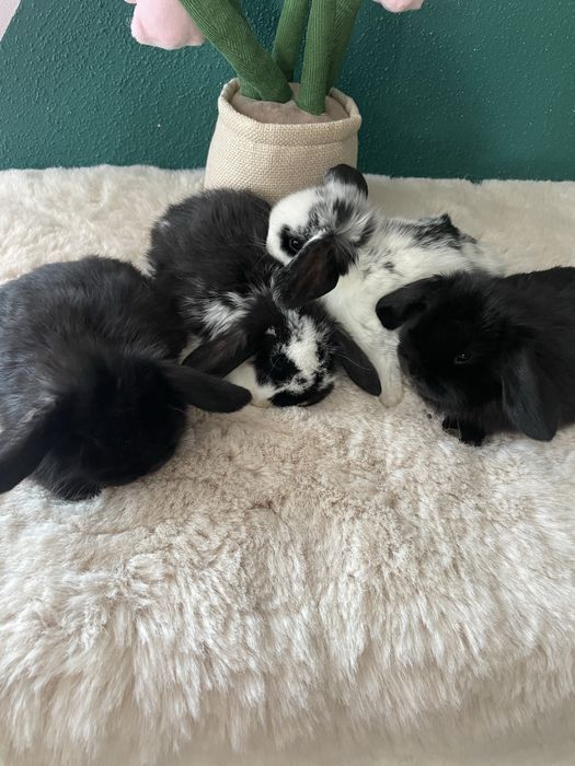 Sprzedam  mini  loop dostępne czarne