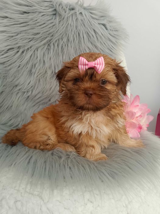 JUŻ DO ODBIORU Piękna suczka rasy Shih-Tzu szuka domku