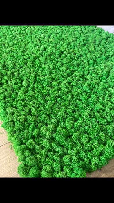 Panele z Mchu Chrobotka panel z Mech Chrobotek