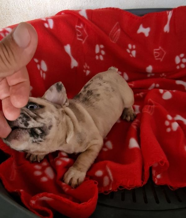 Menino bulldog merle