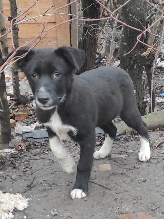 Найкращі цуценята на все місто.