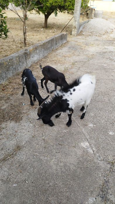 Cabras,  3 animais doceis (domésticos)