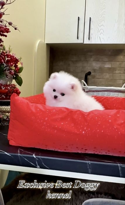 Ексклюзив цуценя! Цуценята померанські шпіци. VIP mini померанець шпіц