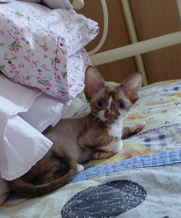 Котята Девон Рекс
