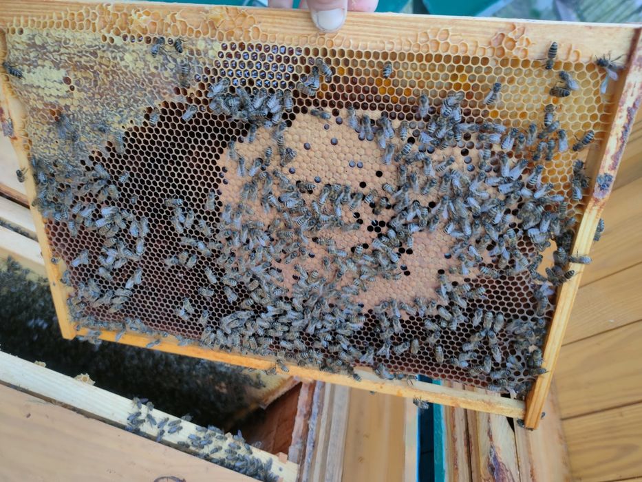 Продам бджолопакет