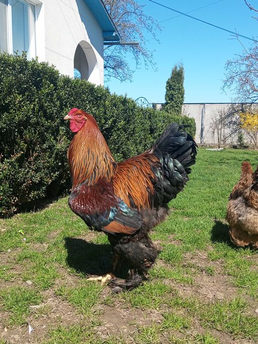 Кури брама куріпчаста