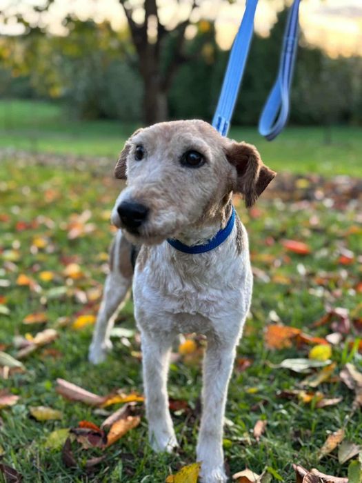 Tosia babunia szuka rodziny