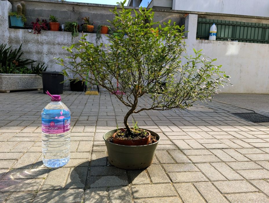 Bonsai Zanthoxyllum piperitum 11 anos