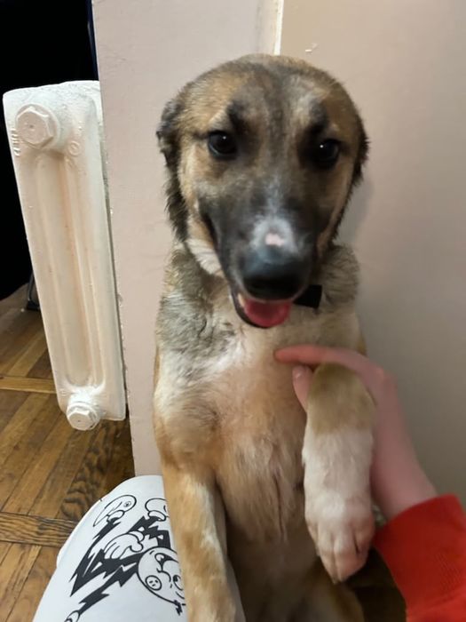 Piesek do adopcji