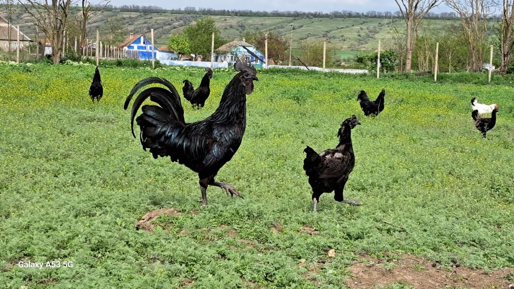 Продам куры Аям цемани