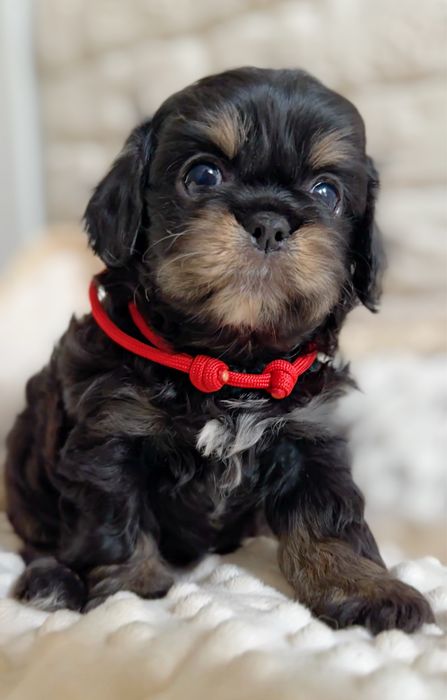 Чудова та дуже лялькова нксклющивна дівчинка чарльзбі