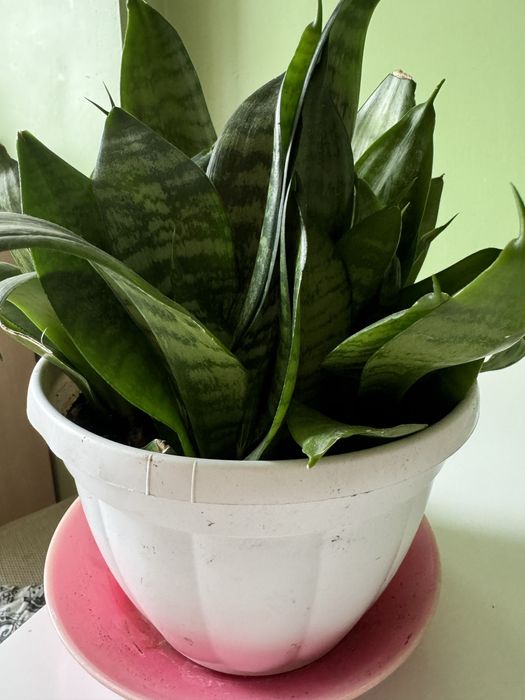 Сансевєрія кімнатні рослини