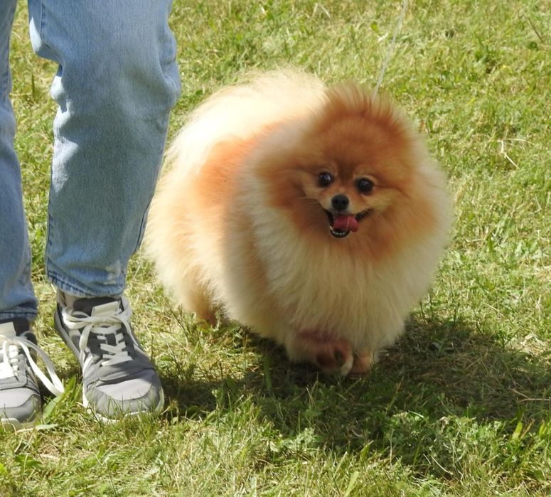 Померанский шпиц