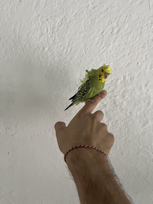 Periquitos Australianos - Hagoromos