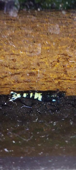 Krewetki caridina pinto zebra