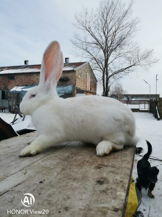 Belgijski Olbrzym Biały