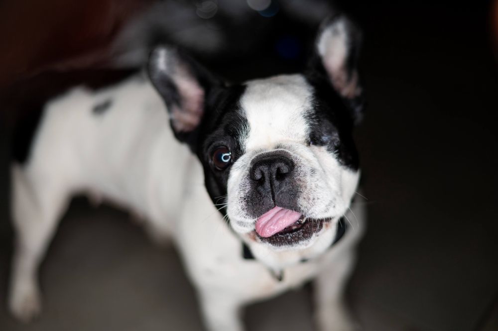 Buldog francuski Didi szuka domu