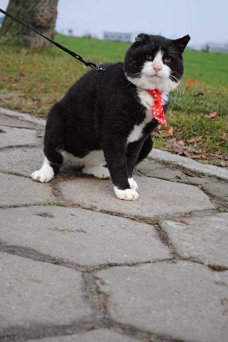 Starszy kot z białaczką szuka domu