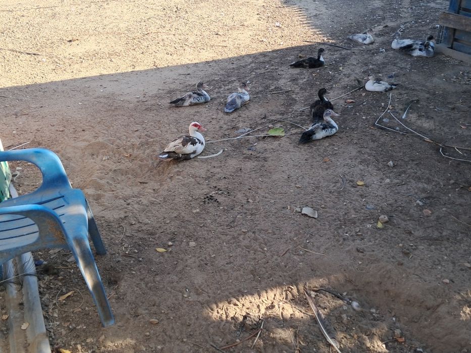 Patos mudos de todas as idades