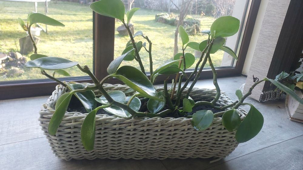 Вазони, вазони, квіткова композиція!