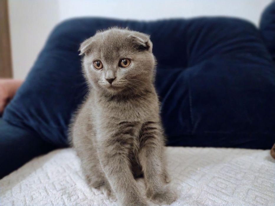 Sprzedam Kotki Szkockie