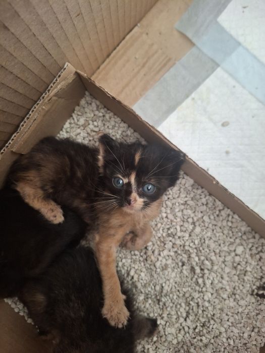 Gatinha  para adoção