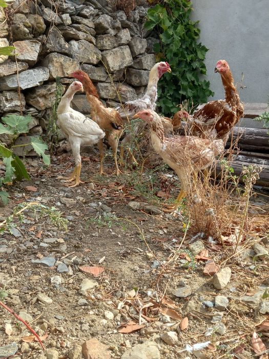 Indio gigante brasileiro  apartir 1 mes