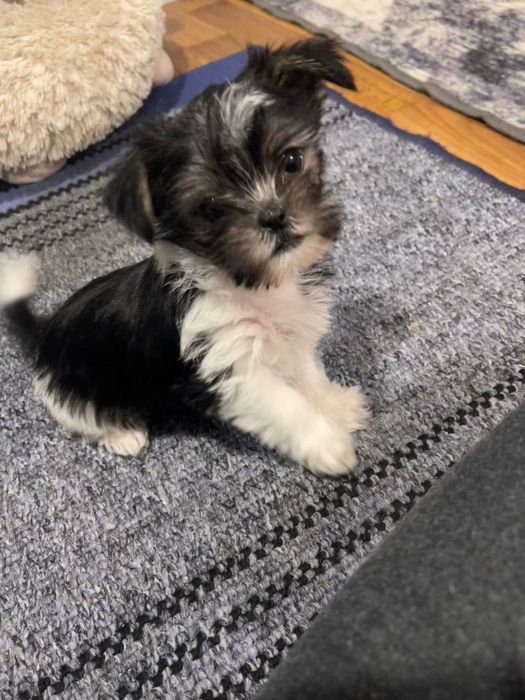 Продається собака міні йорк