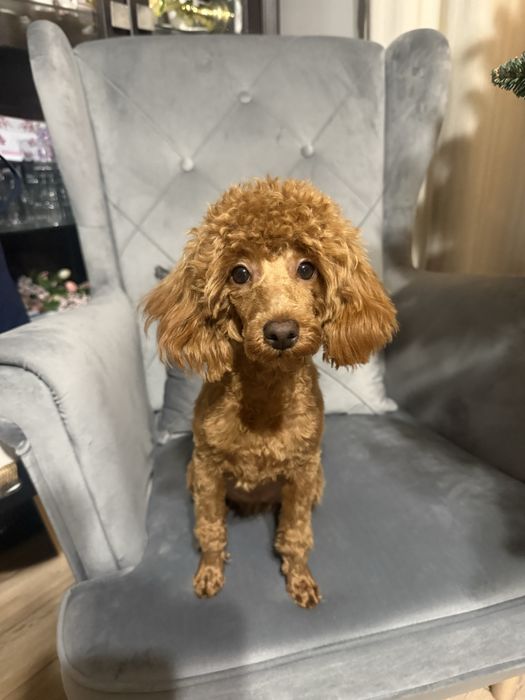 Suczka pudel toy z badaniami genetycznymi