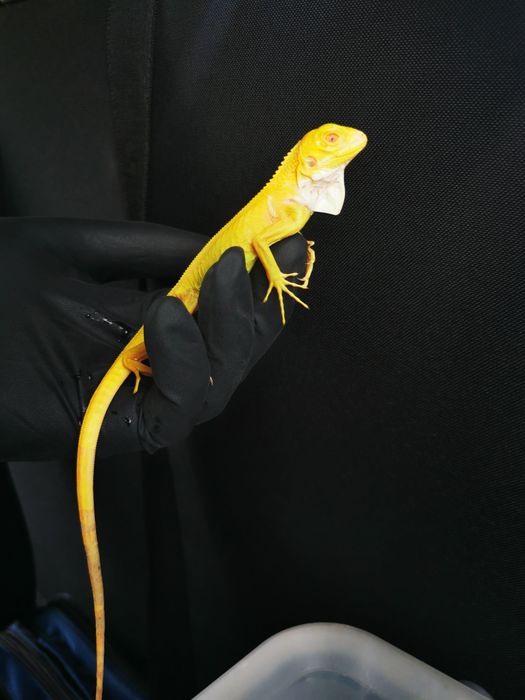 Transport koni i zwierząt egzotycznych – ZOO i hodowcy .